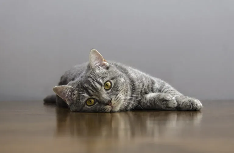 macskaleukózis (FeLV) macskaleukózis (FeLV)