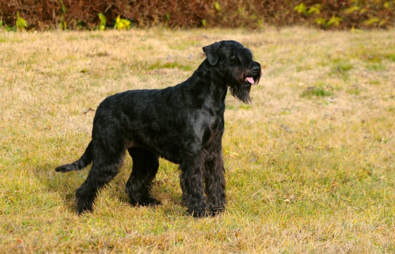 óriás schnauzer