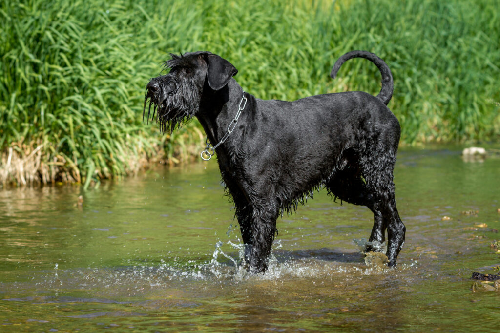 óriás schnauzer a vízben