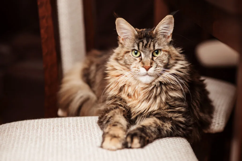 maine coon macska portré maine coon macska portré