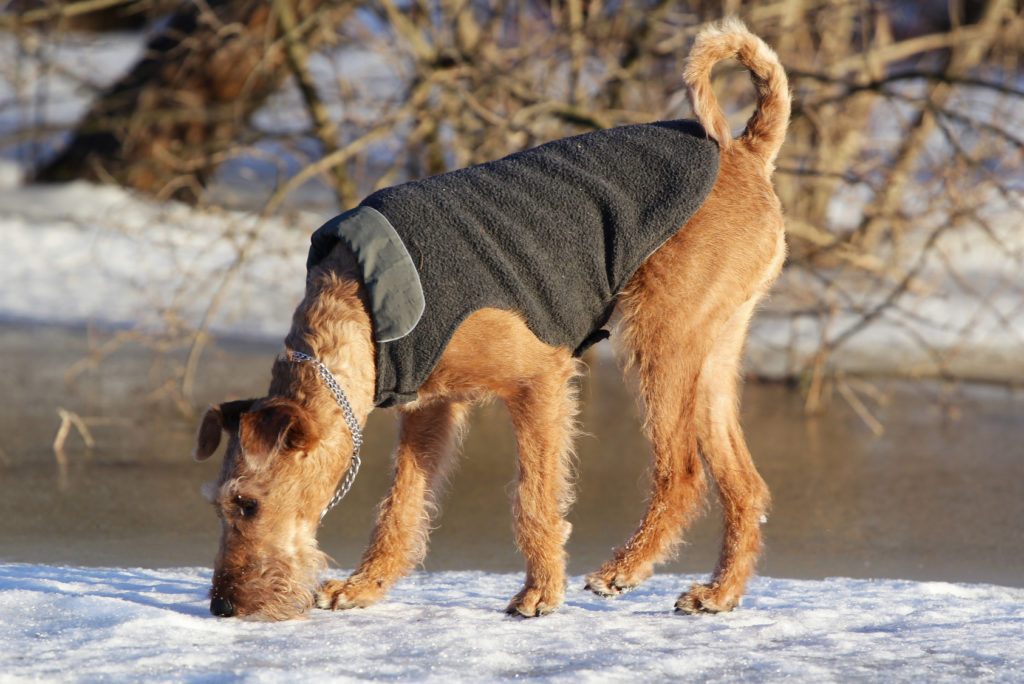 ír terrier télen a hóban