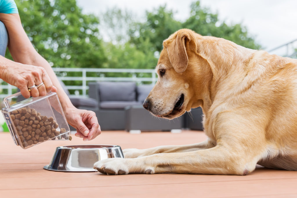 labrador várja a száraz kutyatáp vacsoráját