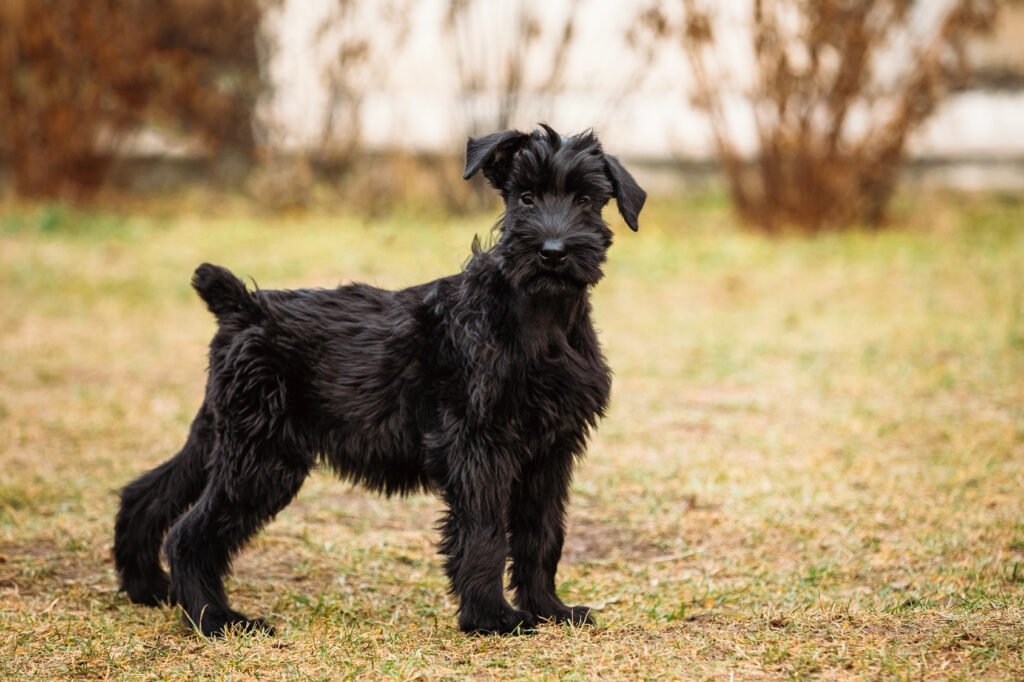 óriás schnauzer kölyök