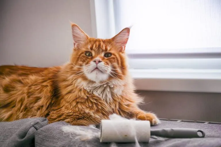 Maine Coon és a sűrű aljszőrzet Maine Coon macska dús bundával.