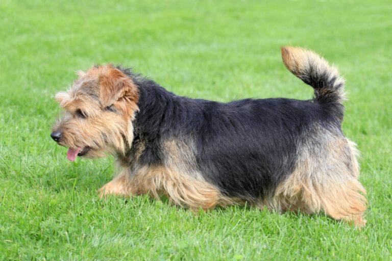 norfolk terrier