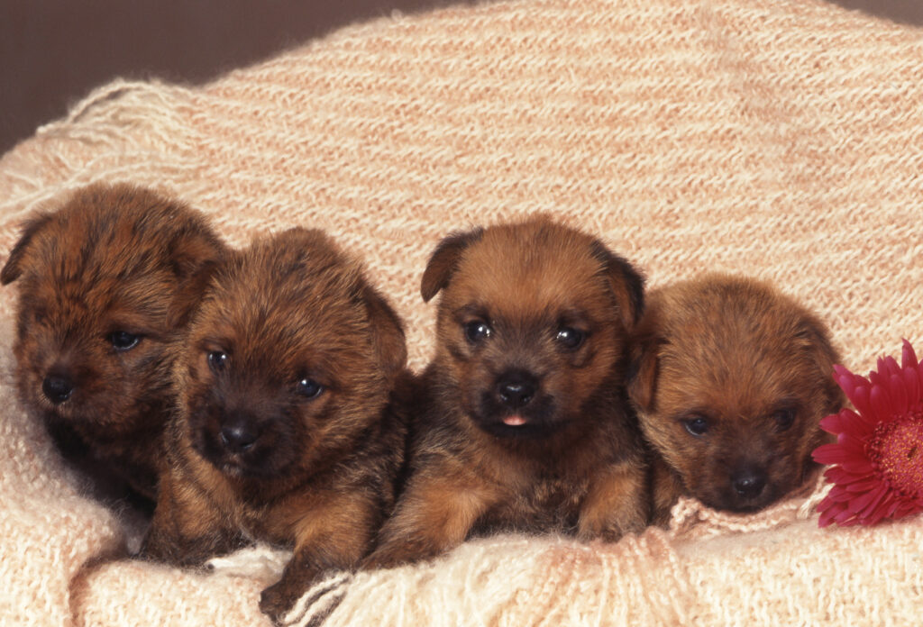 norfolk terrier kölykök norfolk terrier kölykök
