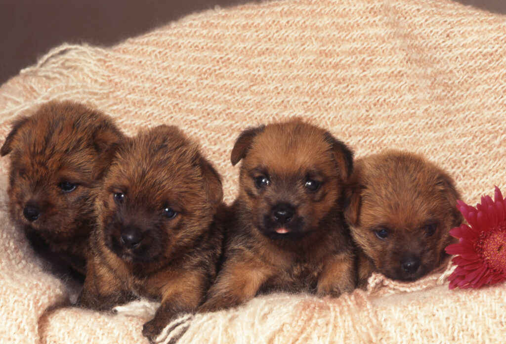 norfolk terrier kölykök