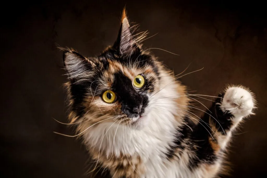 fiatal teknőctarka maine coon fiatal teknőctarka maine coon