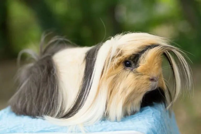 perui tengerimalac perui tengerimalac