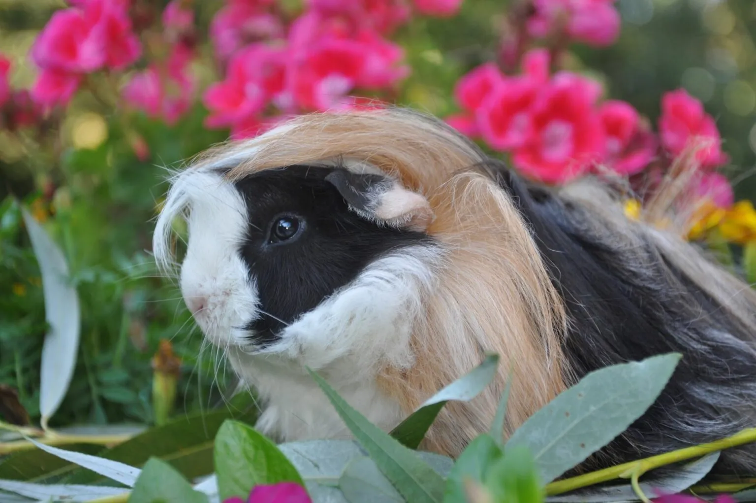 perui tengerimalac virágok között perui tengerimalac virágok között