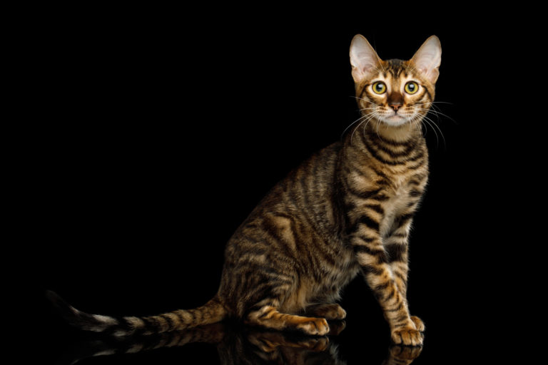 toyger macska