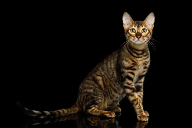 toyger macska toyger macska