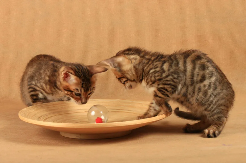 toyger kiscicák toyger kiscicák