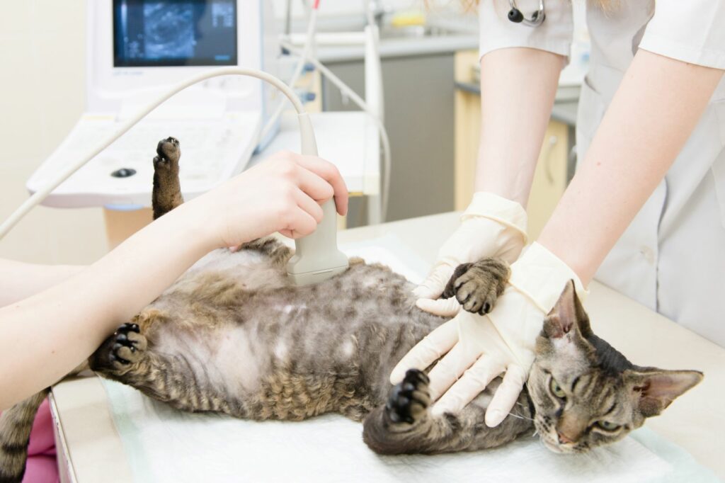 macska terhes ultrahang
