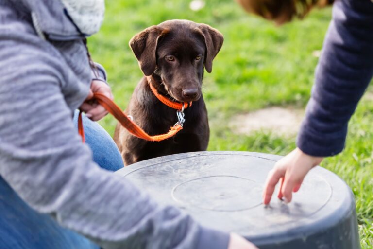 fiatal labrador kutyus a kutyasuliban