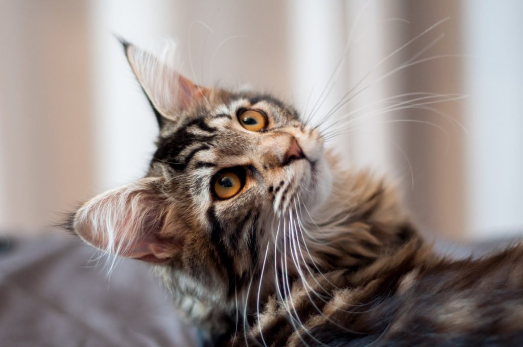 maine coon macska