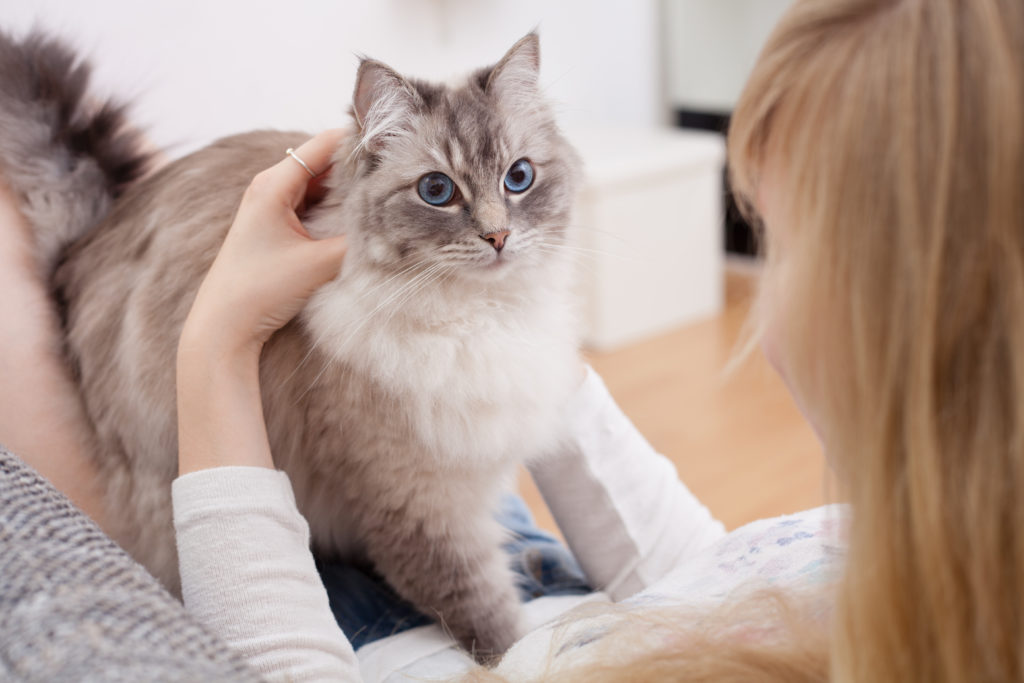 ragdoll macska a gazdájával