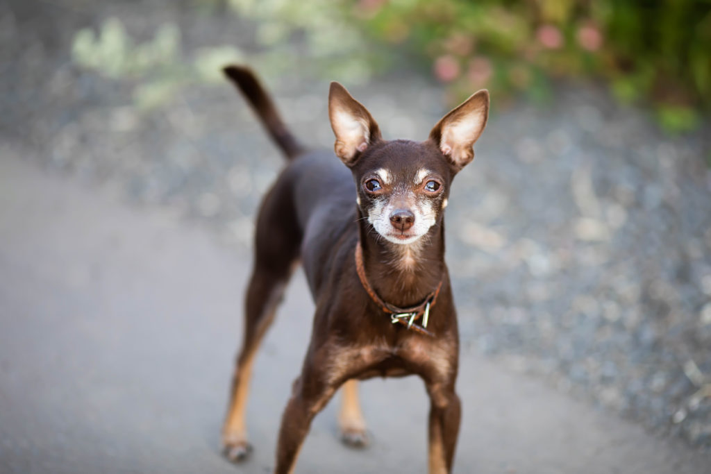 rövidszörű orosz toy terrier