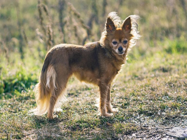 orosz toy terrier