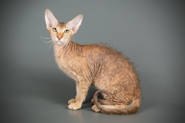 peterbald macska