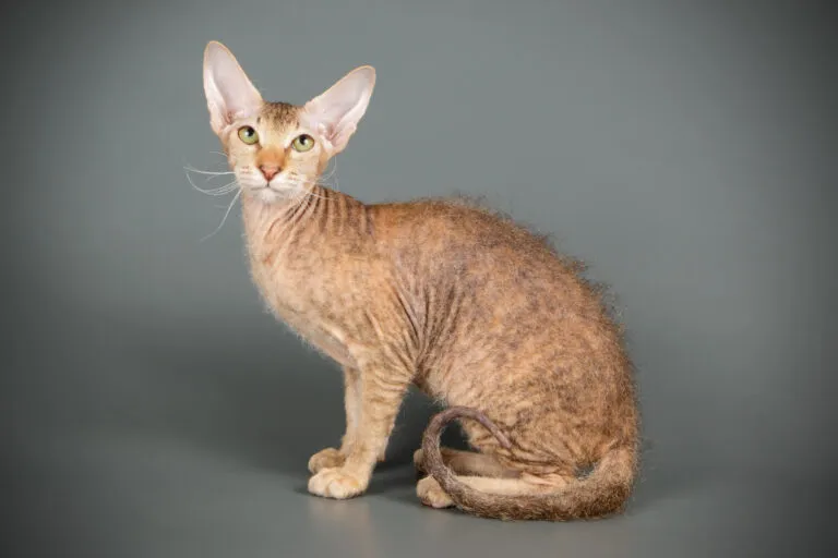 peterbald macska peterbald macska