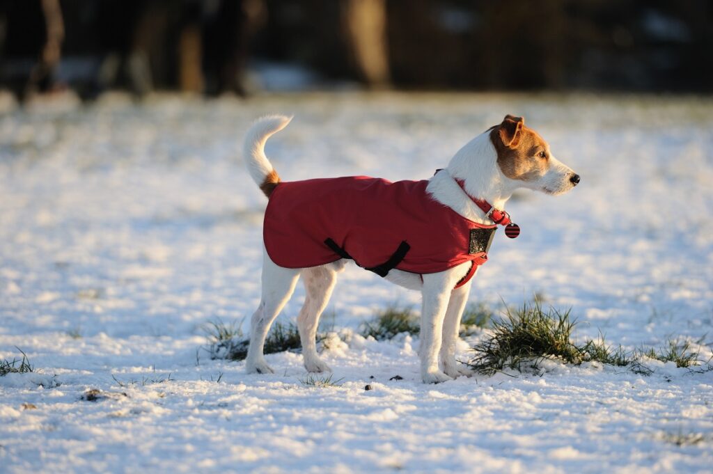 jack russel kutyakabátban