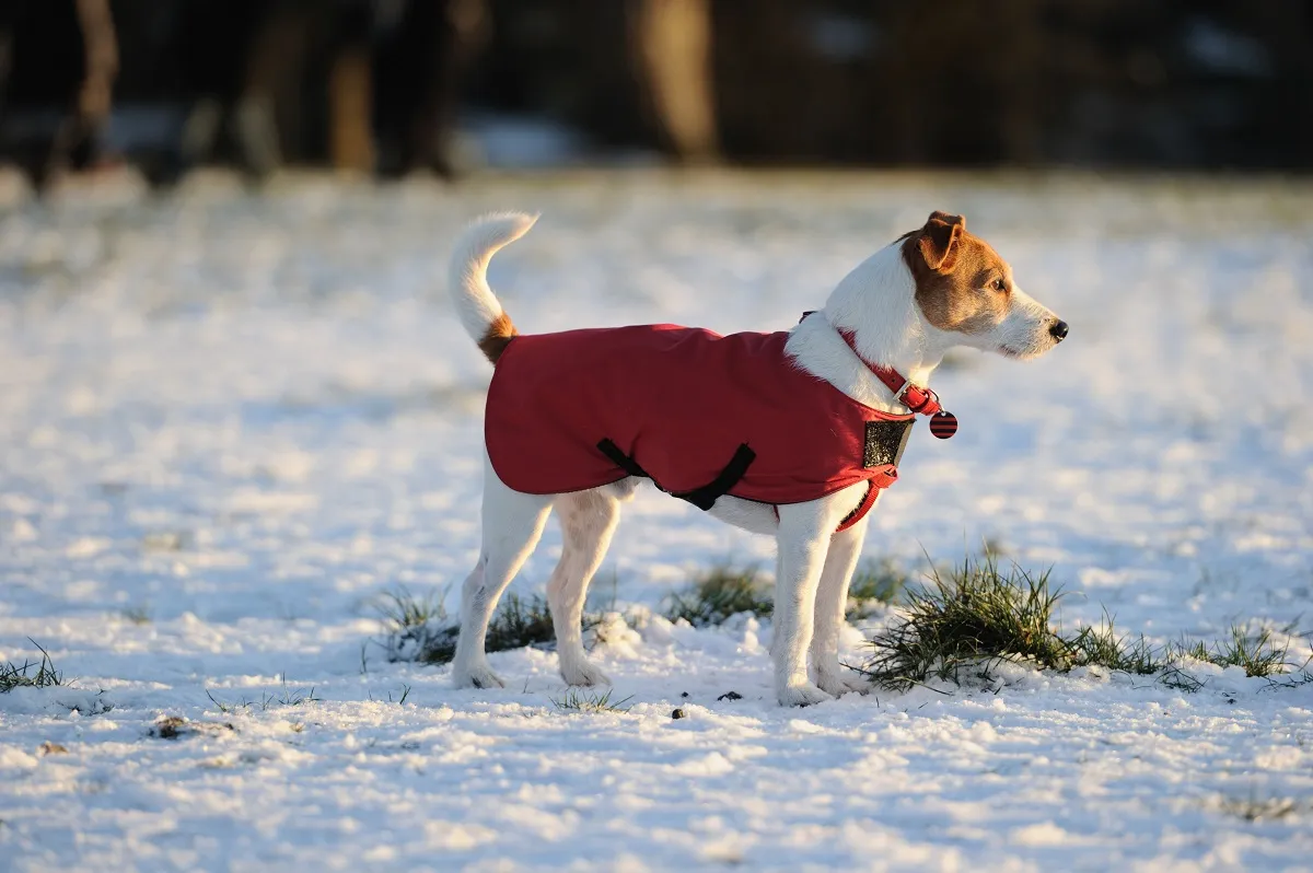jack russel kutyakabátban jack russel kutyakabátban