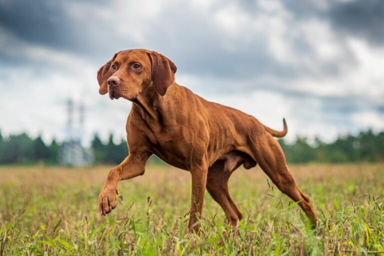 magyar vizsla vadászösztön