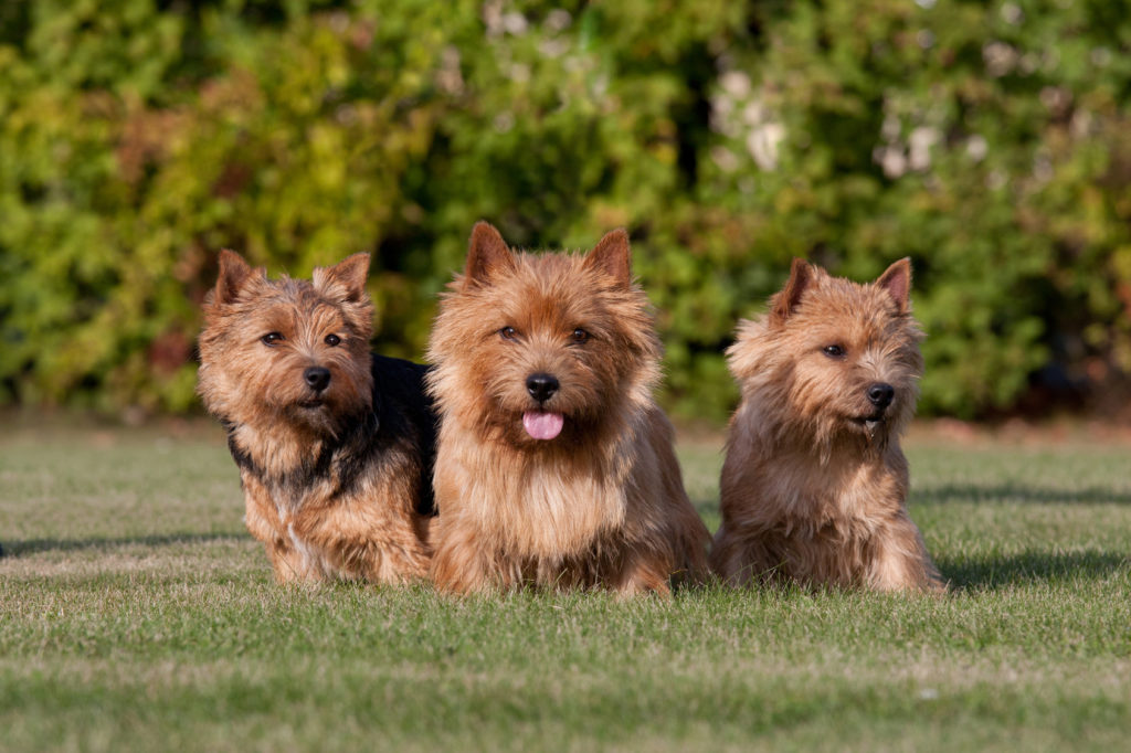 norwich terrier kiskutyák