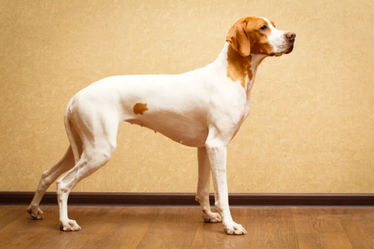 angol pointer