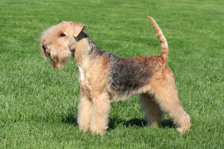 lakeland terrier