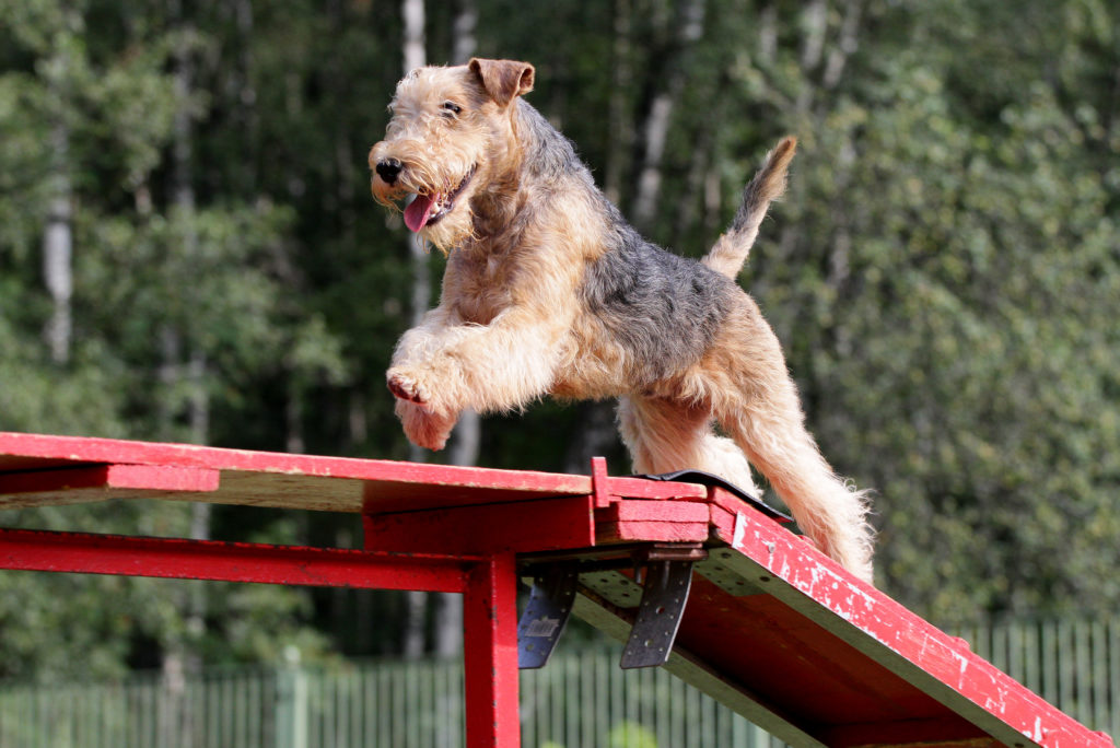 lakeland terrier agility pályán