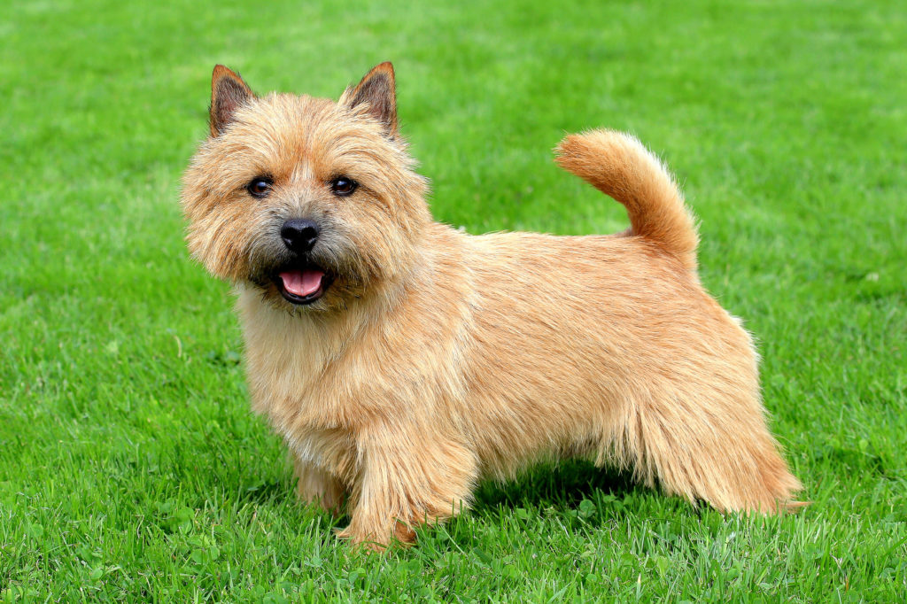 norwich terrier a kertben