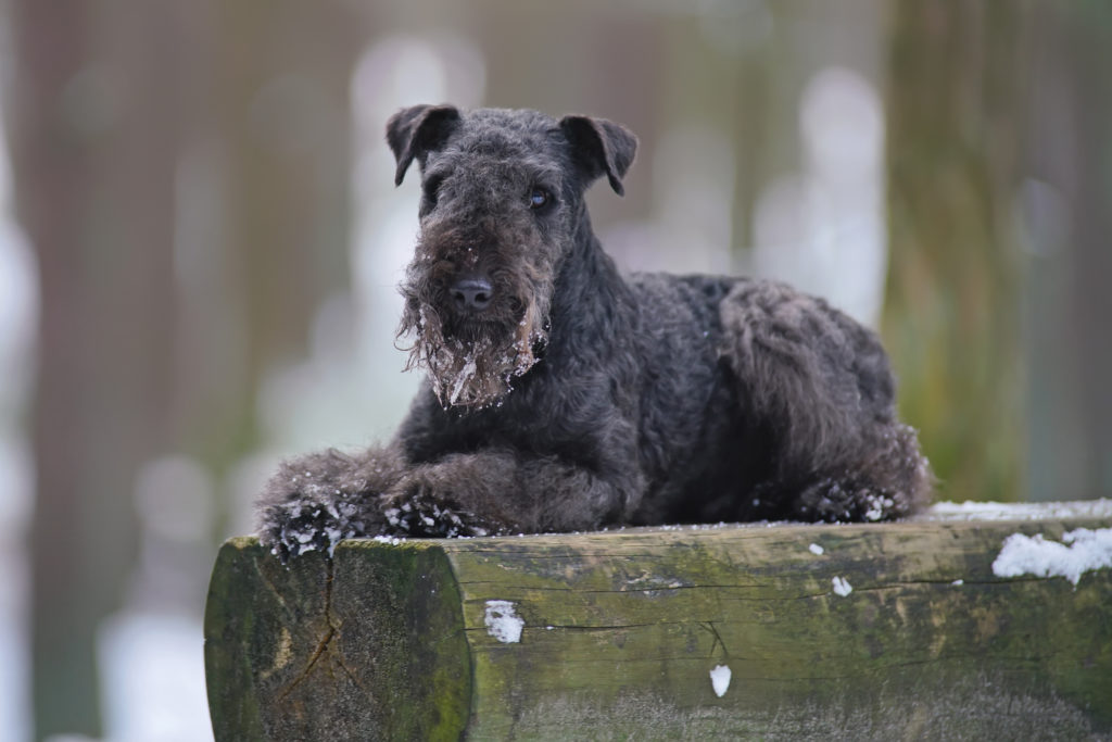 fekete bundájű lakeland terrier