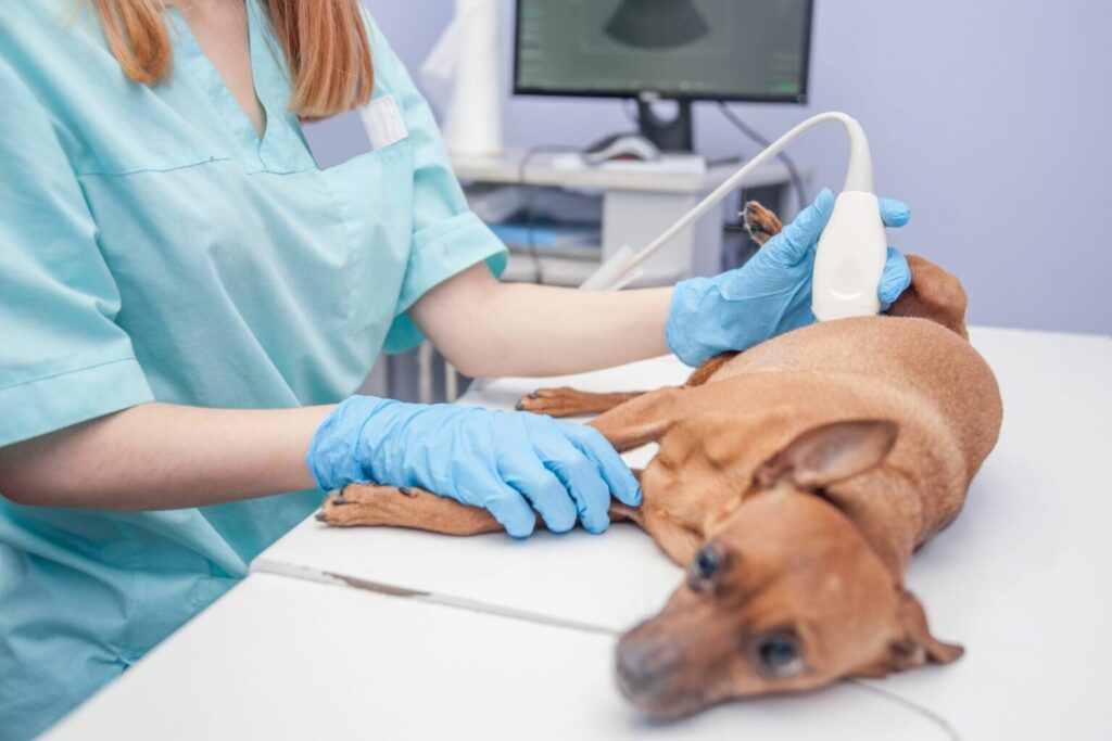 állatorvos kutya emlődaganat vizsgálat