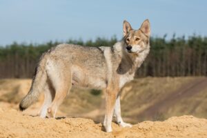 Tamaskan