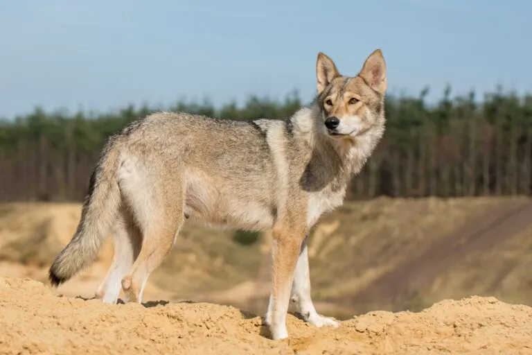 A tamaskan nagyon hasonlít a farkasra.