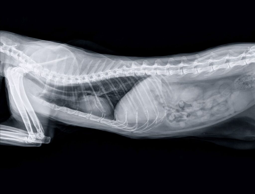 macska röntgen kép