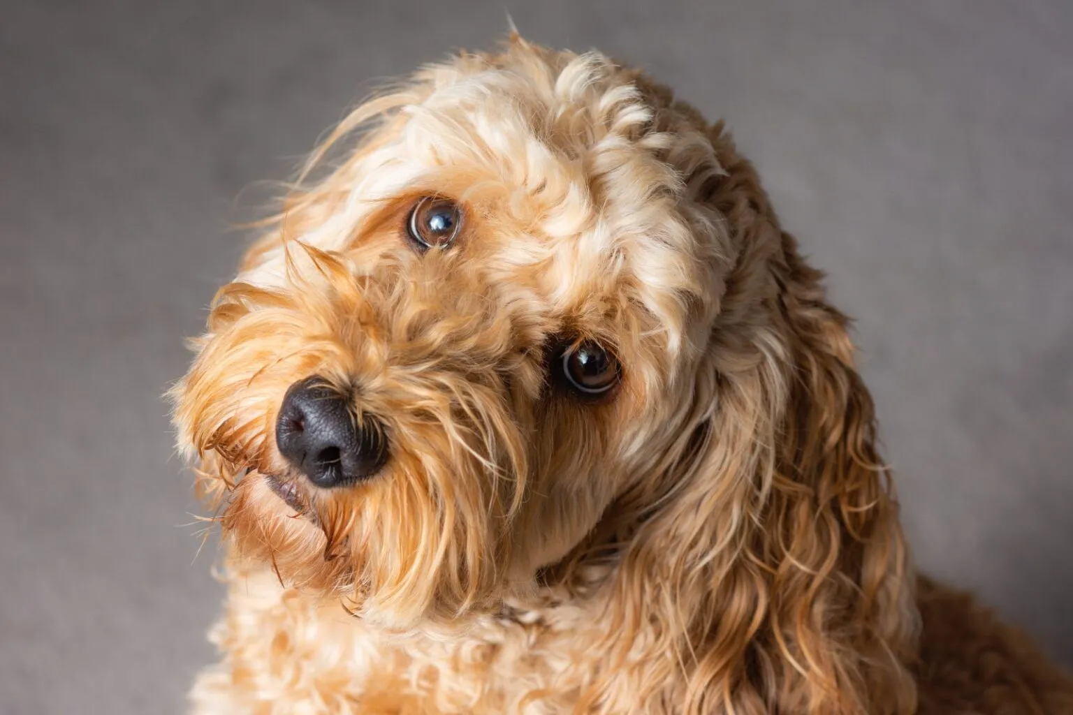 cockapoo portré