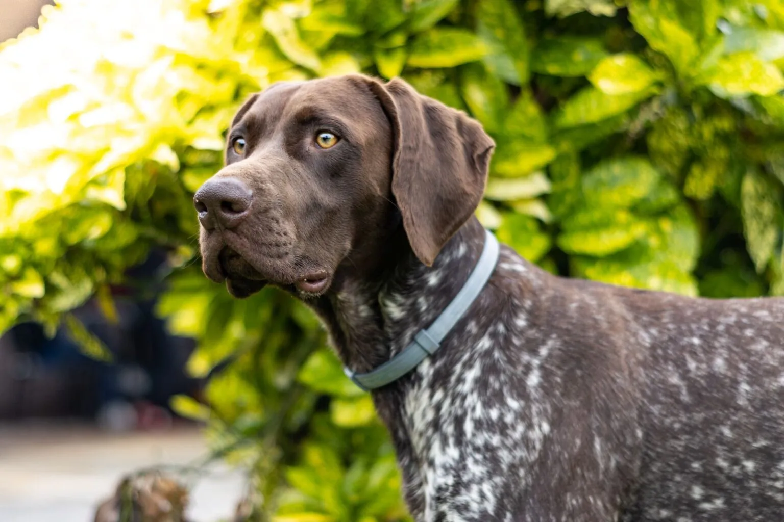 német rövidszőrű vizsla a kertben