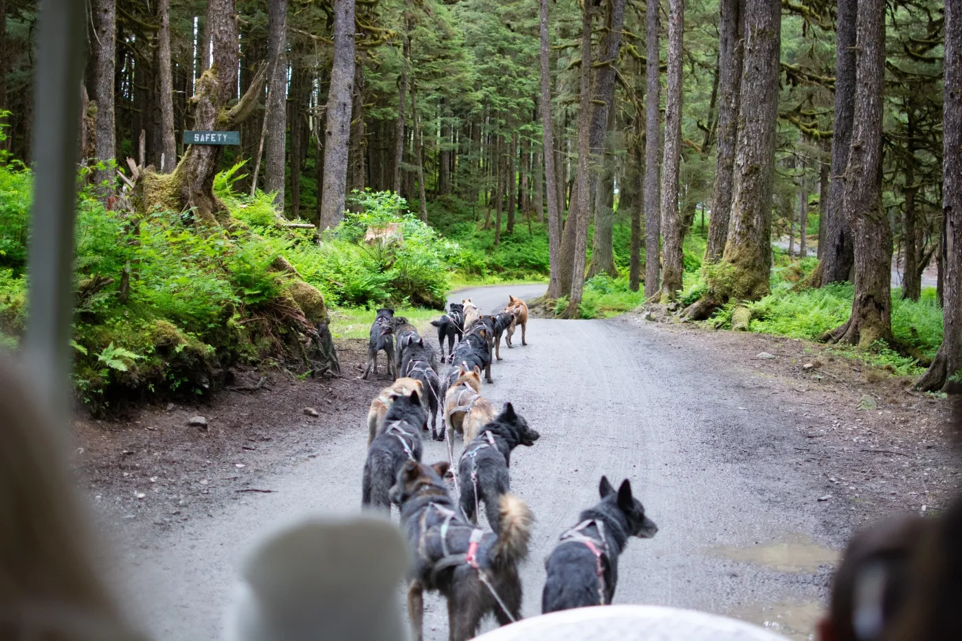 alaszkai husky szánhúzás közben