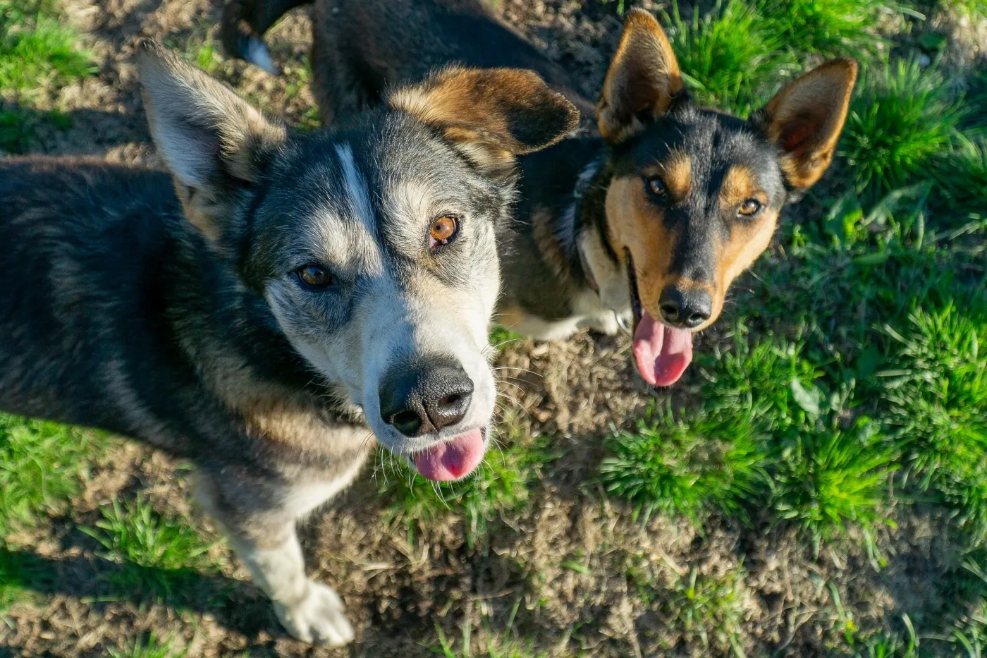 két alaszkai husky