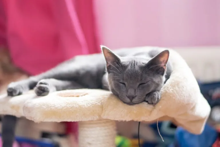 korat kiscica korat kiscica