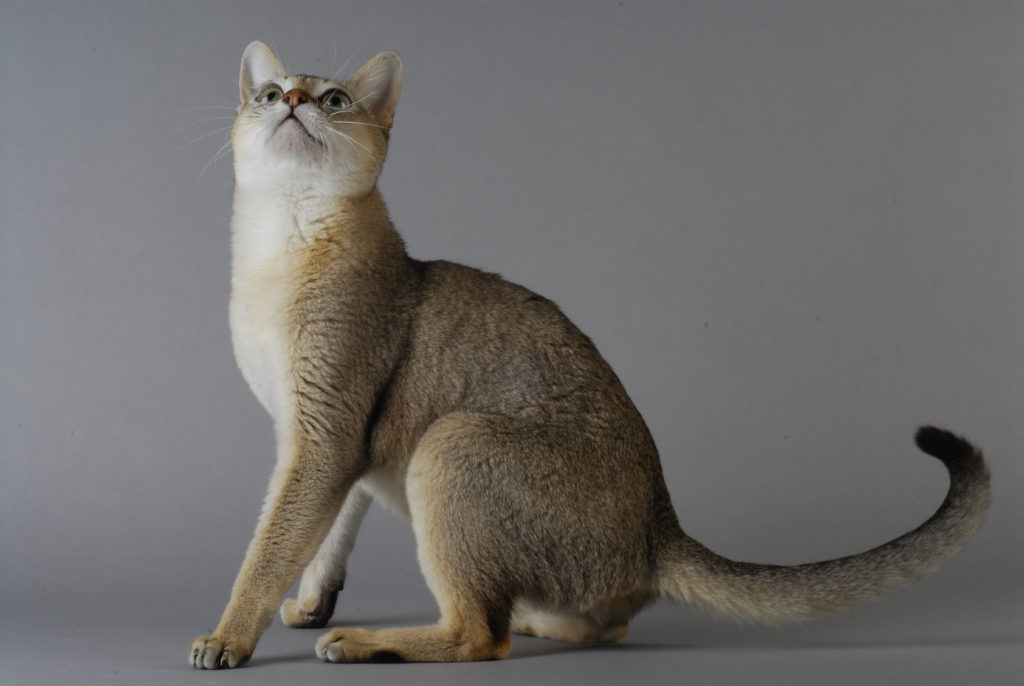 felnőtt szingapúri macska