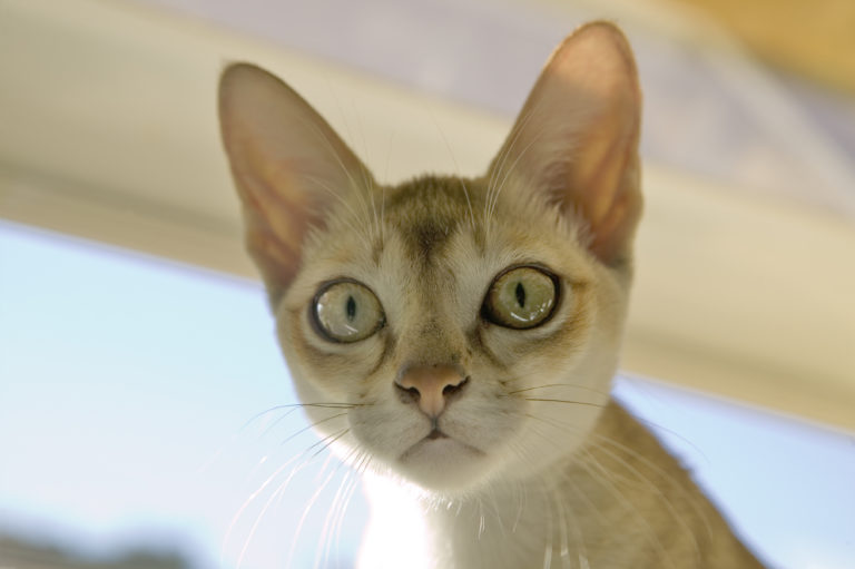 szingapúri macska