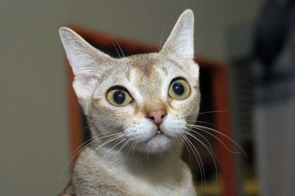 szingapúri macska arca