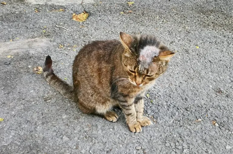 macska bőrgomba macska bőrgomba