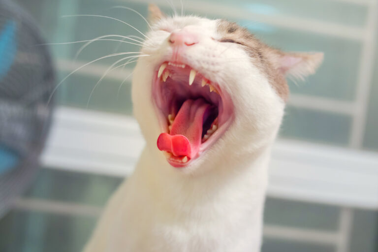 macska fogínygyulladás