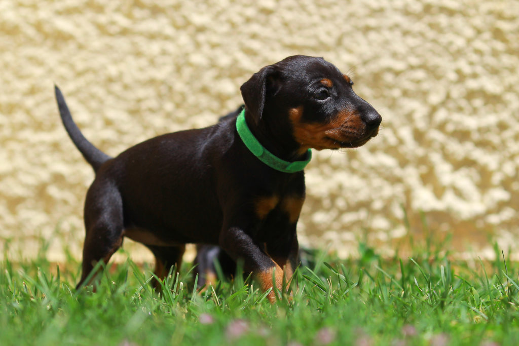 manchester terrier kiskutya