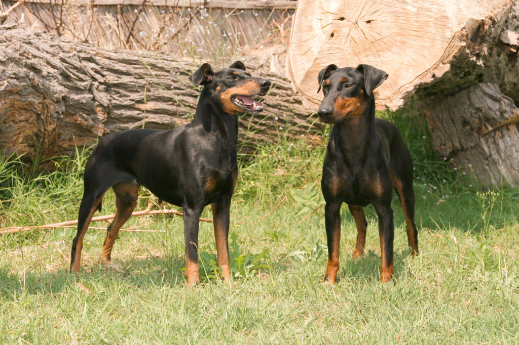 kettő manchester terrier